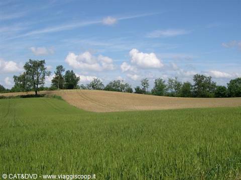 Green and golden wheat fields on a hill, trees and cloudy sky