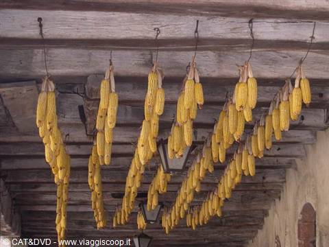 Corn cobs hanging to dry from wooden beams, lanterns below