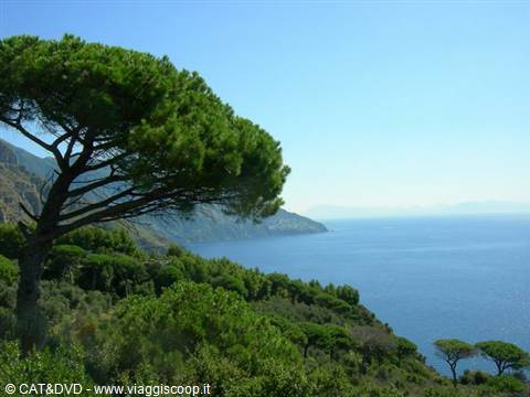 Maritime pine on the coast, green shrubs above the blue sea