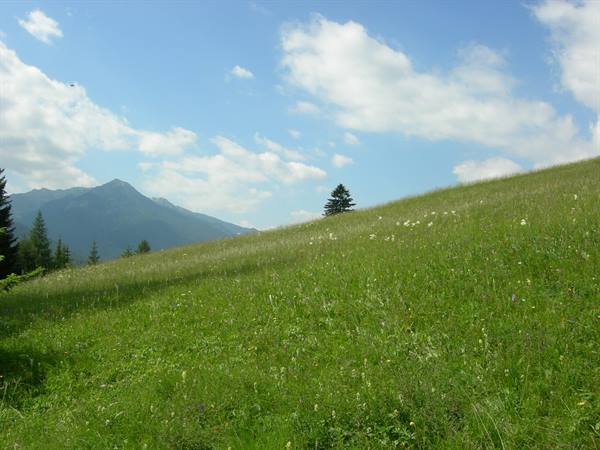 Green flowering meadow on mountain slope, firs and peaks under clouds