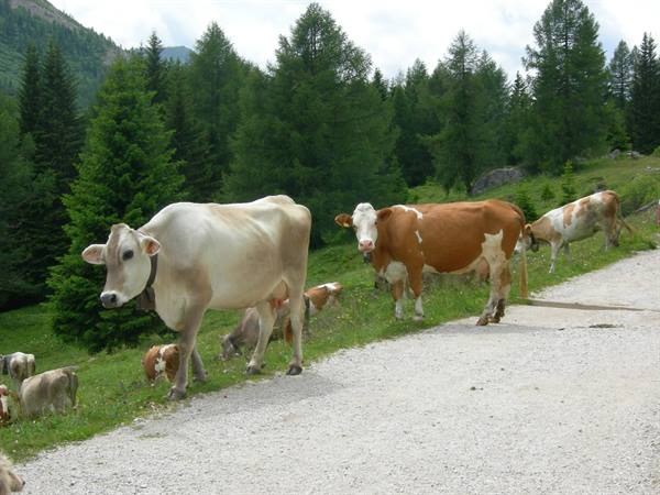 Cows grazing beside a gravel road among conifers, daylight