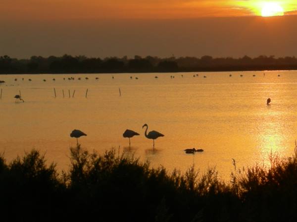Flamingos silhouetted in the lagoon at sunset, Camargue