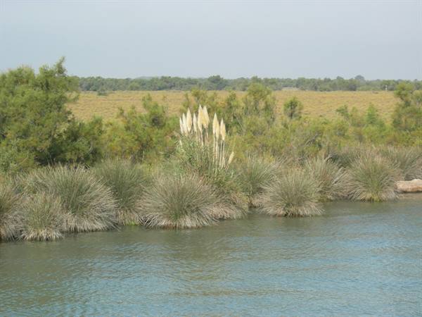 Lagoon with rush clumps and white pampas grass plumes