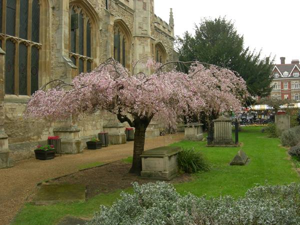 Cherry blossom tree beside a Gothic stone church, Cambridge