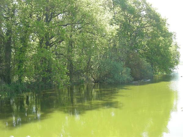 Green trees reflect on the algae-green water of a sunny pond