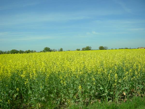 Blooming yellow rapeseed field under blue sky with distant trees