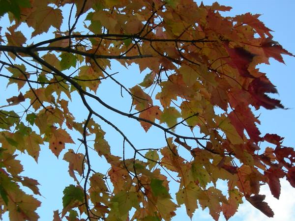 Maple branches with red and orange leaves against blue sky