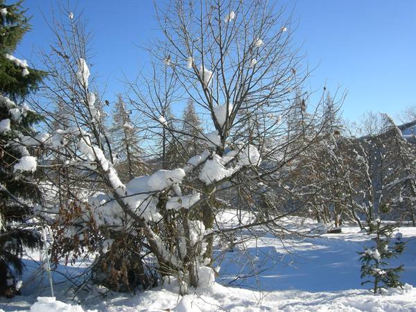 Bare trees bent under snow in the mountains, blue sky, morning light