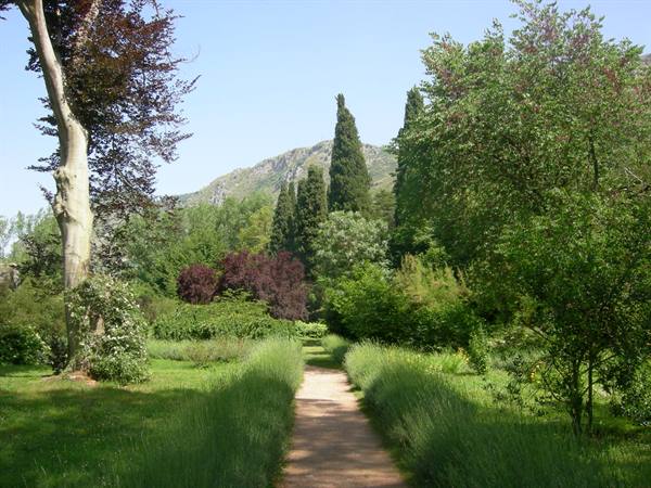Dirt path between tall grass and cypresses, rocky mountain in background