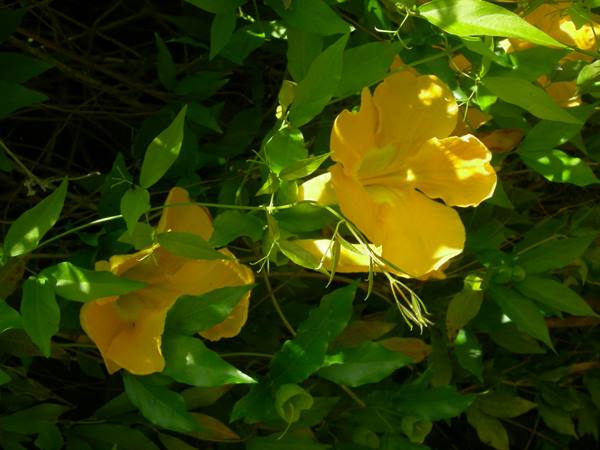 Yellow allamanda flowers among green leaves, lit by strong sunlight