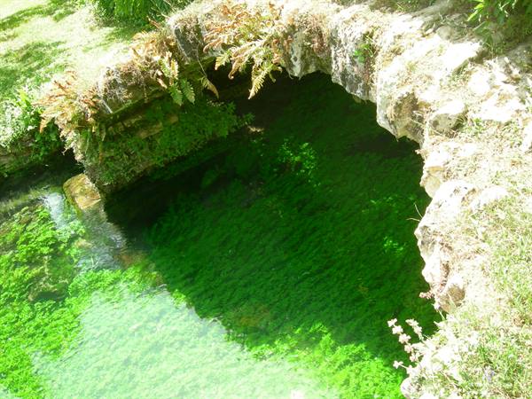 Clear green spring water beneath limestone rocks covered with ferns and moss
