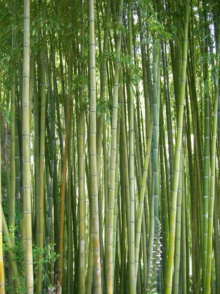Dense grove of green bamboo with tall stalks and sunlit leaves
