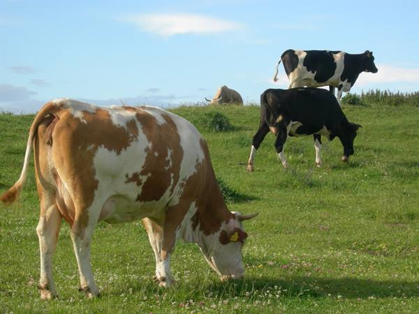 Cows grazing on green grassy hill, brown spotted one in foreground