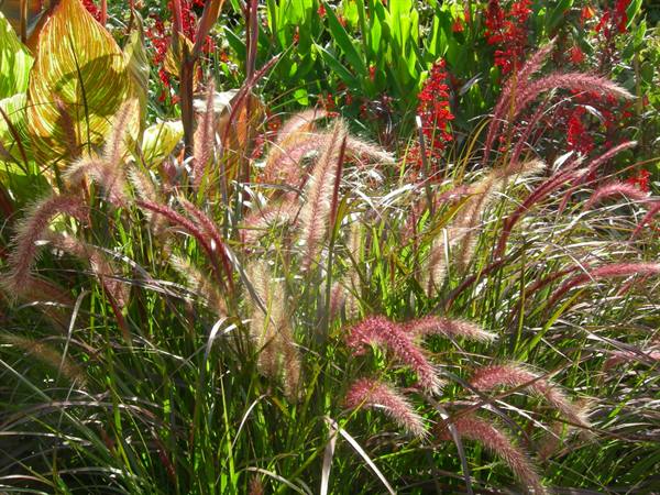 Pink fountain grass plumes among red flowers and green leaves in sunlight