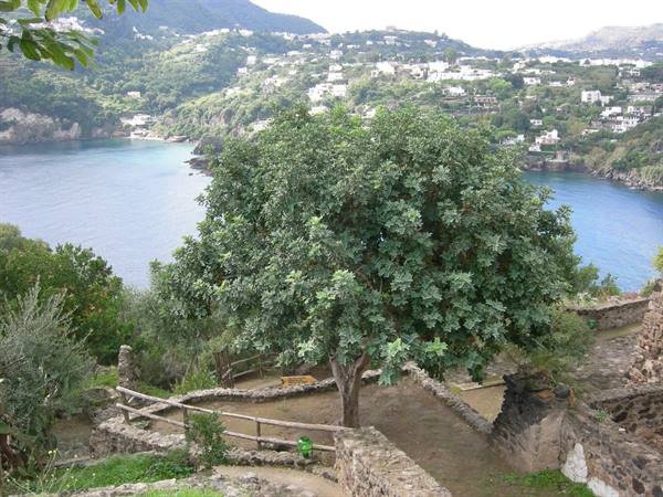 Leafy tree amid stone walls, behind a blue bay with white houses