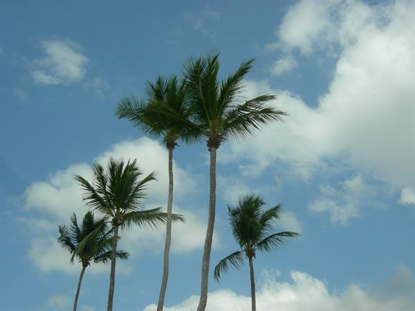 Bayahibe, the palms