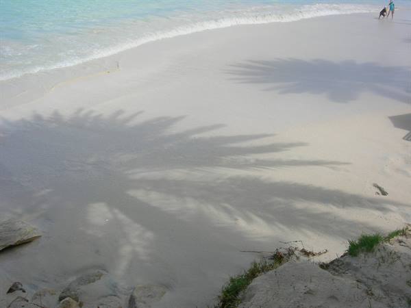 Palm shadow on white sand, waves and swimmers on the beach
