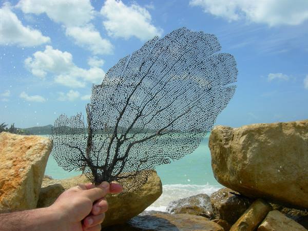 Hand holding a black sea fan between rocks and turquoise water
