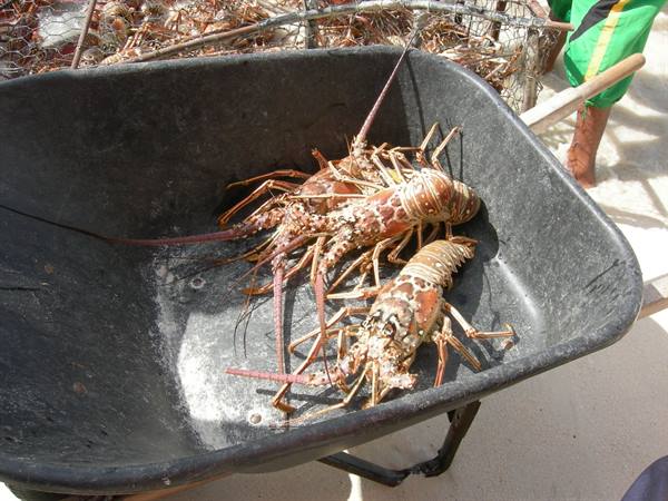 Freshly caught spiny lobsters in a black wheelbarrow on sandy beach