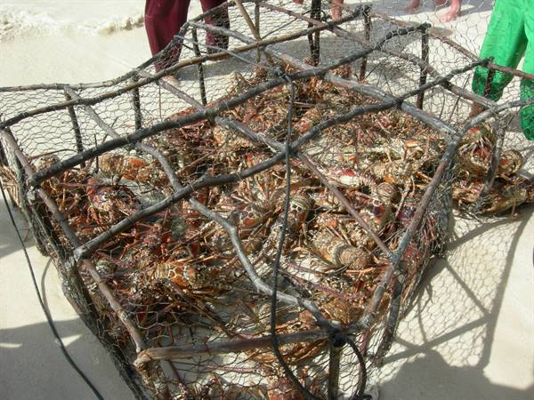 Wood and net trap full of spiny lobsters on the sand, fishermen nearby