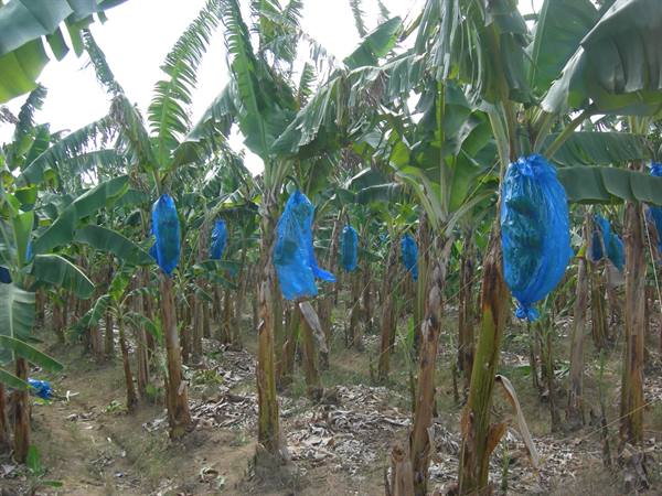 banana plantation