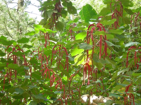 Chenille plant with long red fuzzy flower spikes among green leaves