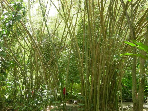 Dense green bamboo grove with people walking among the tall stalks