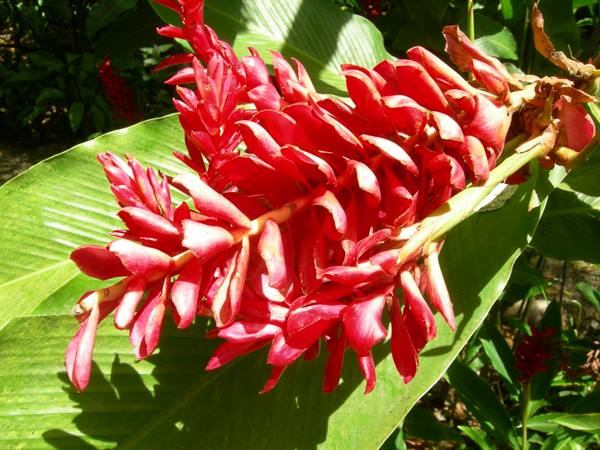 Red alpinia flower hanging over large green leaves in sunlight
