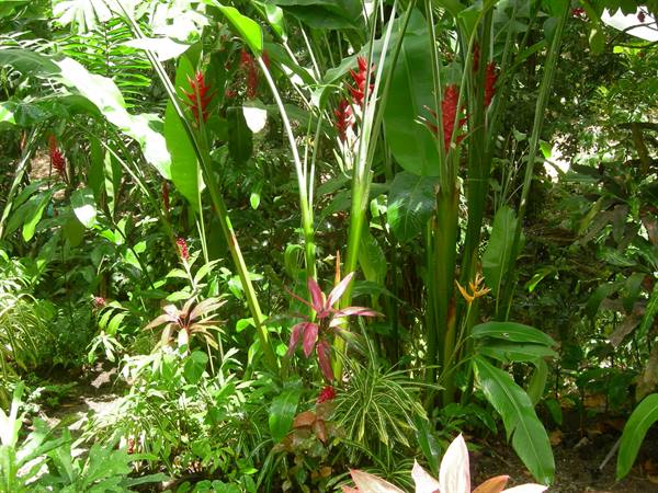 Tropical plants with red ginger flowers in a lush garden