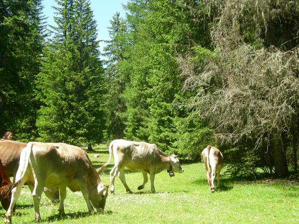 cows on the move (braies)