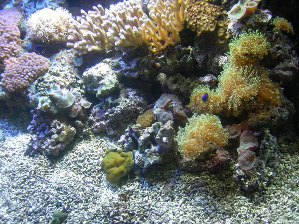 Aquarium with soft yellow corals and anemones on light gravel seabed
