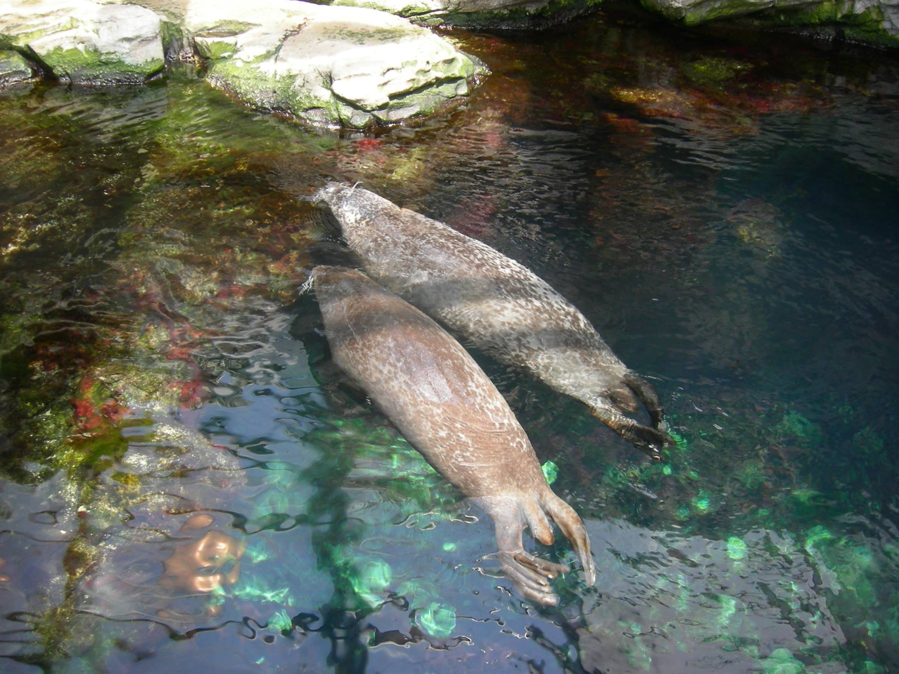 Two seals swim together in clear water tank with mossy rocks