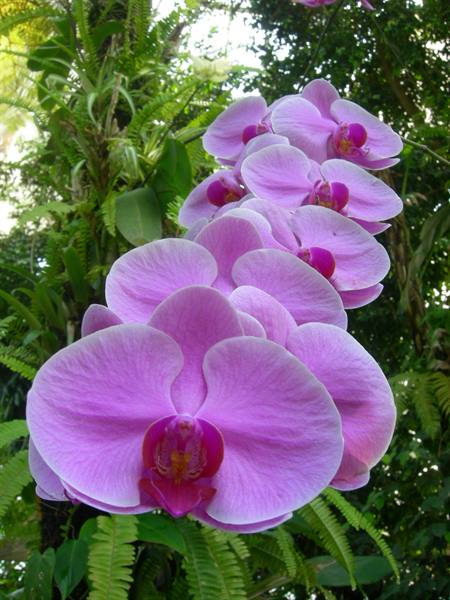 Branch of pink orchids among green ferns