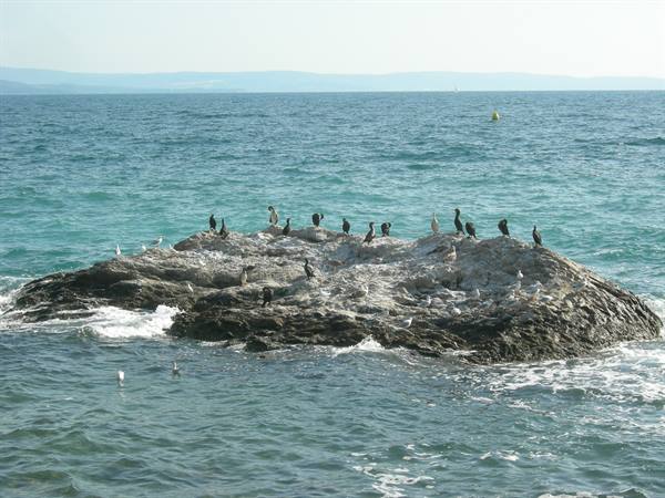 Cormorants and gulls perched on a rocky reef surrounded by turquoise waves