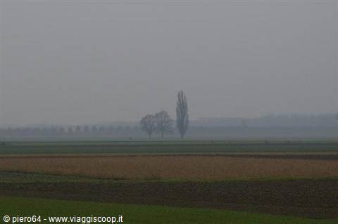 Foggy farmland with tall trees in the distance