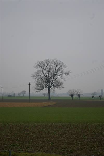 Bare tree amid foggy farmland fields