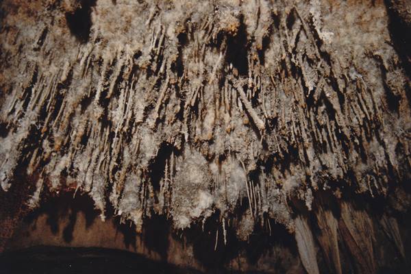 Dense forest of limestone stalactites hanging from a cave ceiling