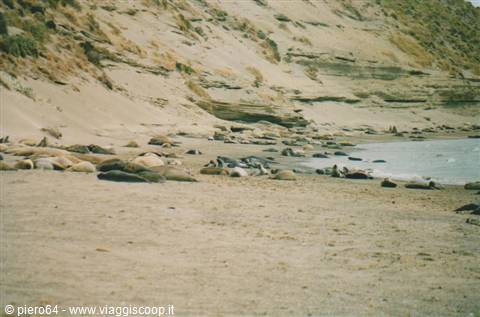 Elephant seal colony on sandy beach at Península Valdés