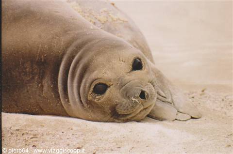 Elephant seal resting on pale sand, brown wrinkled skin, eyes toward camera
