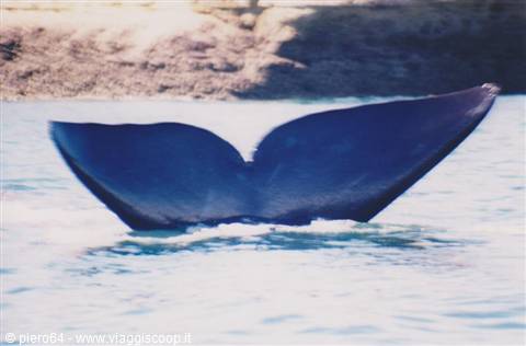 Whale tail fluke rising from the water in front of rocky shore
