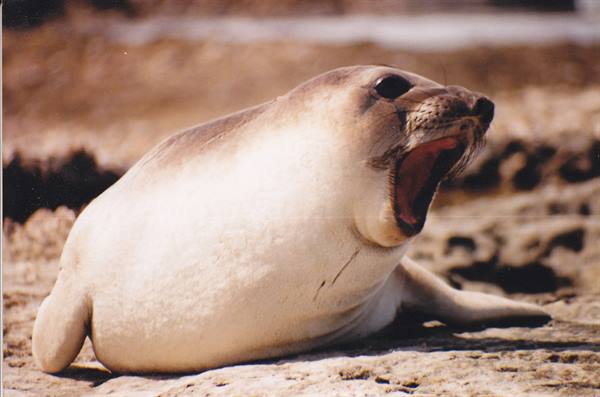 Elephant seal bawling on sandy beach in bright sunlight