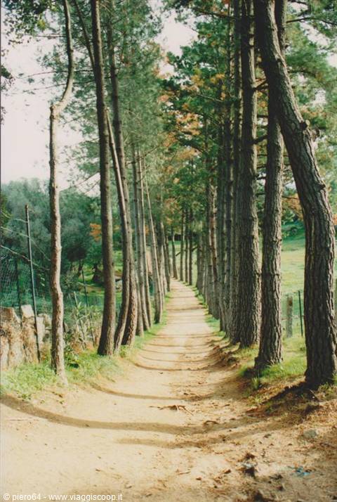Dirt path lined with tall pine trees, soft light through trunks