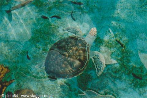 Sea turtle swimming in turquoise water with small dark fish