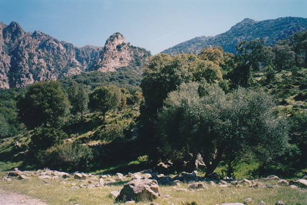 Rocky peaks above green holm oak woods, boulders in the meadow, blue sky