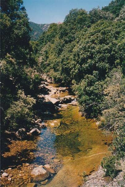 Clear stream flowing over granite rocks amid dense Mediterranean shrubs