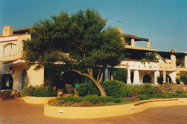 Large tree in a yellow flowerbed in front of white Mediterranean buildings