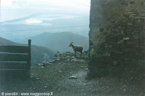 Goat beside a stone wall and wooden fence, sea in the background