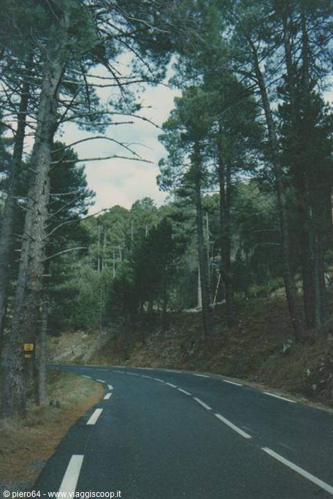 Curving asphalt road among tall pines, soft light through branches