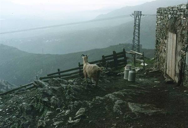 Goat beside milk cans and stone hut on a foggy mountainside