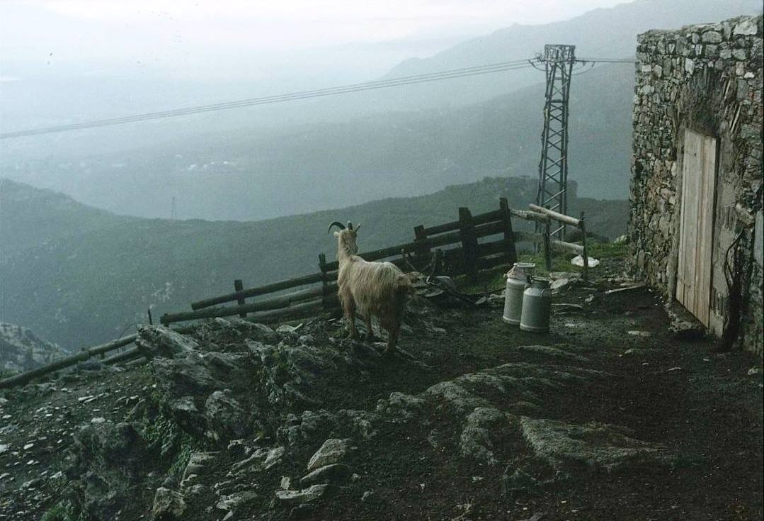 Capra accanto a bidoni del latte e casetta in pietra su montagna nebbiosa